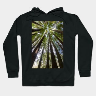 Looking up the tall redwood trees. Hoodie